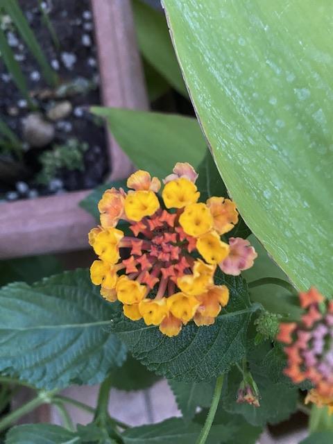 That’s the thing about Lantana, it doesn’t stay orange for long. 