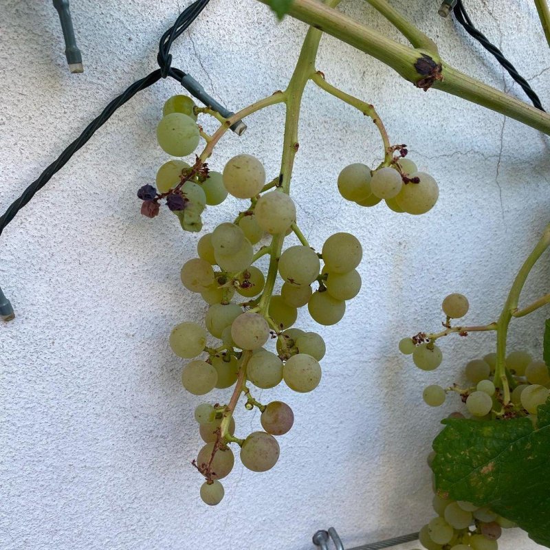 I can’t remember exactly when we planted this grapevine, but this is the first year it has borne grapes, and the are exquisite.