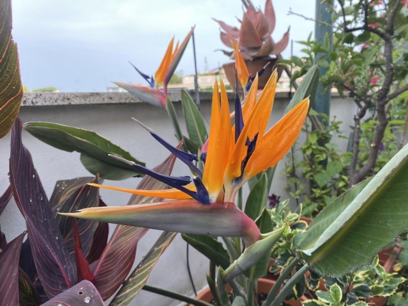 Truly, strelitzia flowers are the weirdest. I would love to see a sunbird sipping from one, but that’s unlikely here. 