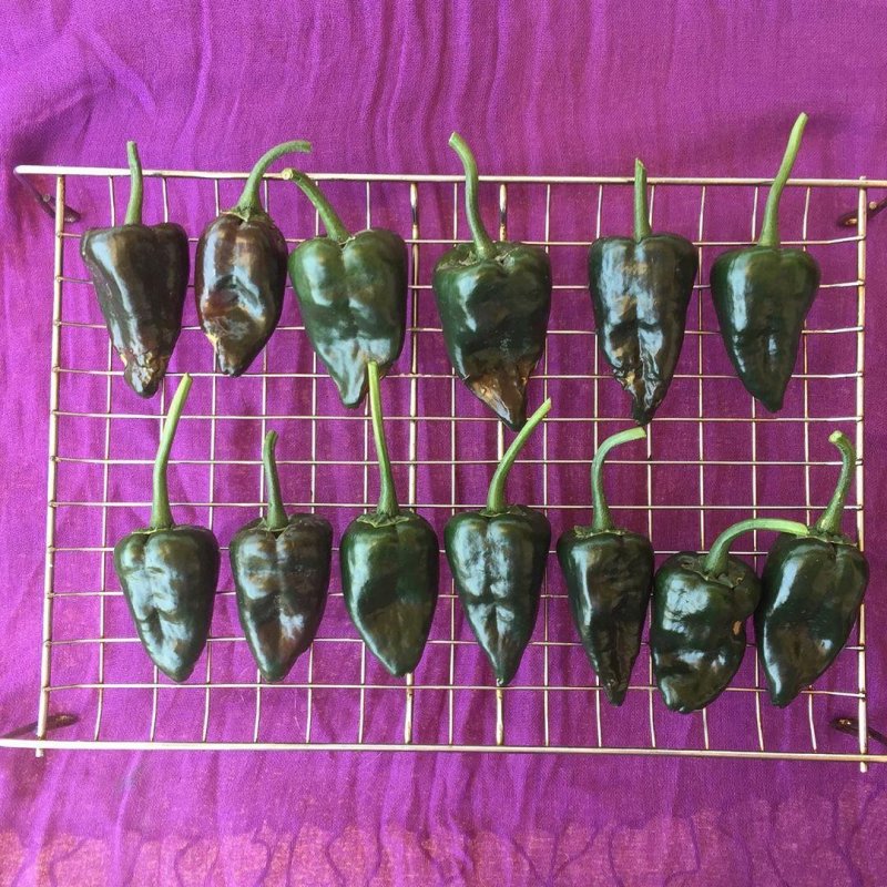 🌶🌶🌶 Chillies! Poblanos on their way to becoming anchos. But, to peel, or not to peel?