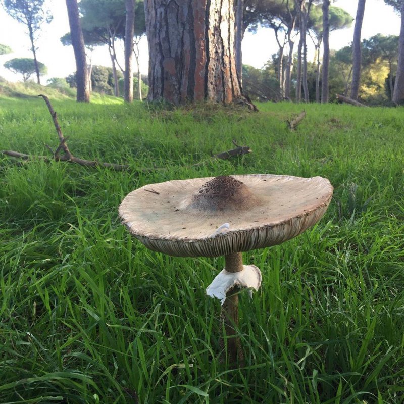 That is one big mushroom. 15 cm across the cap. A kindly gent told me how delicious it would be, fried in egg and breadcrumbs. Alas, I have other plans for lunch.
