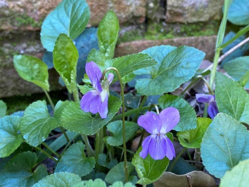 Nice to see violets in the springtime.