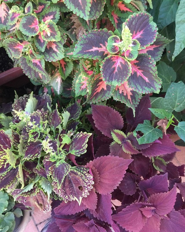Coleus giving great value.