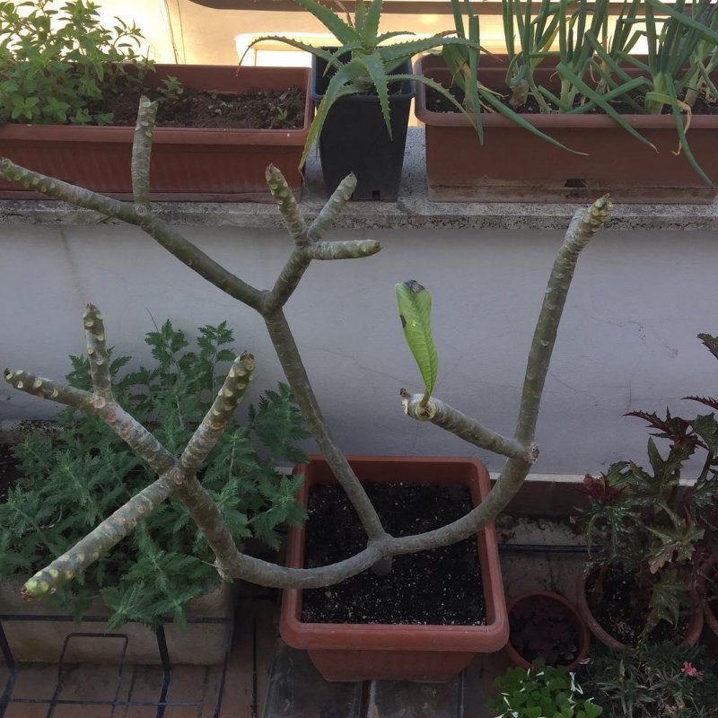 The remarkable thing about taking the frangipani outside is that it has retained a leaf after the long, dry winter in the bathroom.