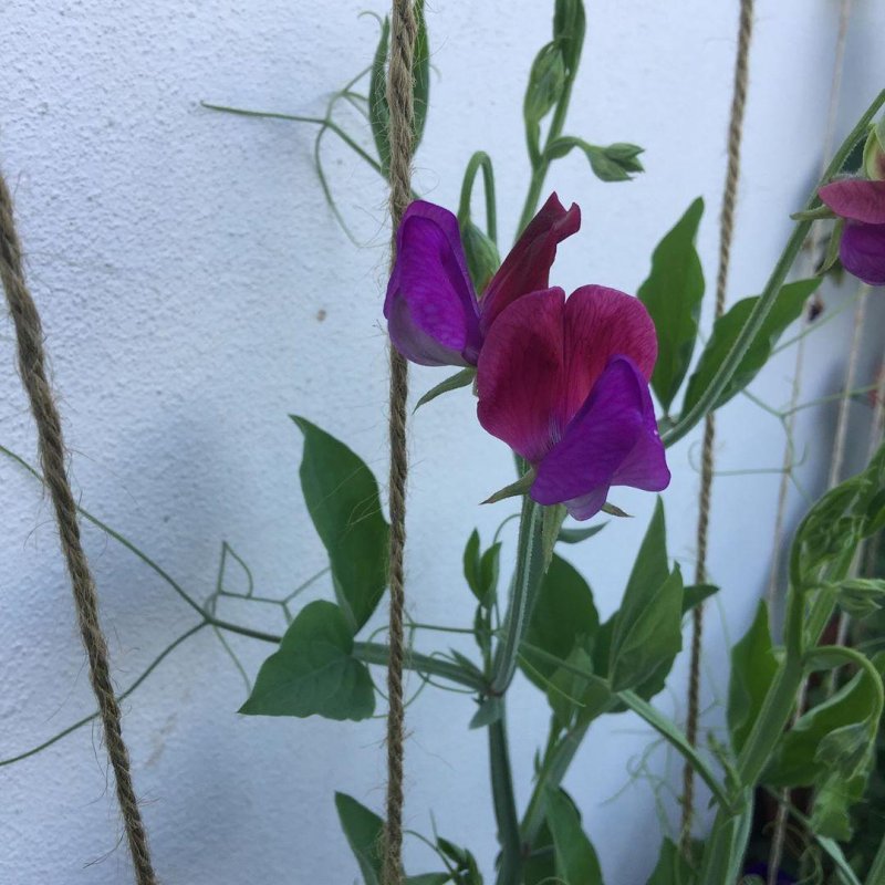 First Cupani sweet pea in many years, and smells as divine as I remember.