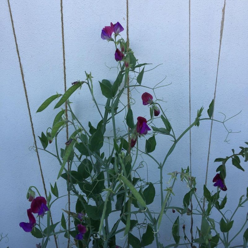 Cupani sweetpeas doing ok, with a hope of more seeds for next year
