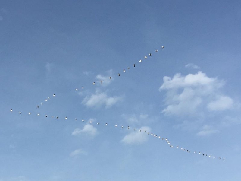 One skein of the hundreds of snow geese brightening the late afternoon.