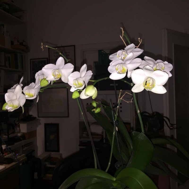Too busy tidying in the terrace to remember to take photos, so here’s that orchid again. Current score: 11