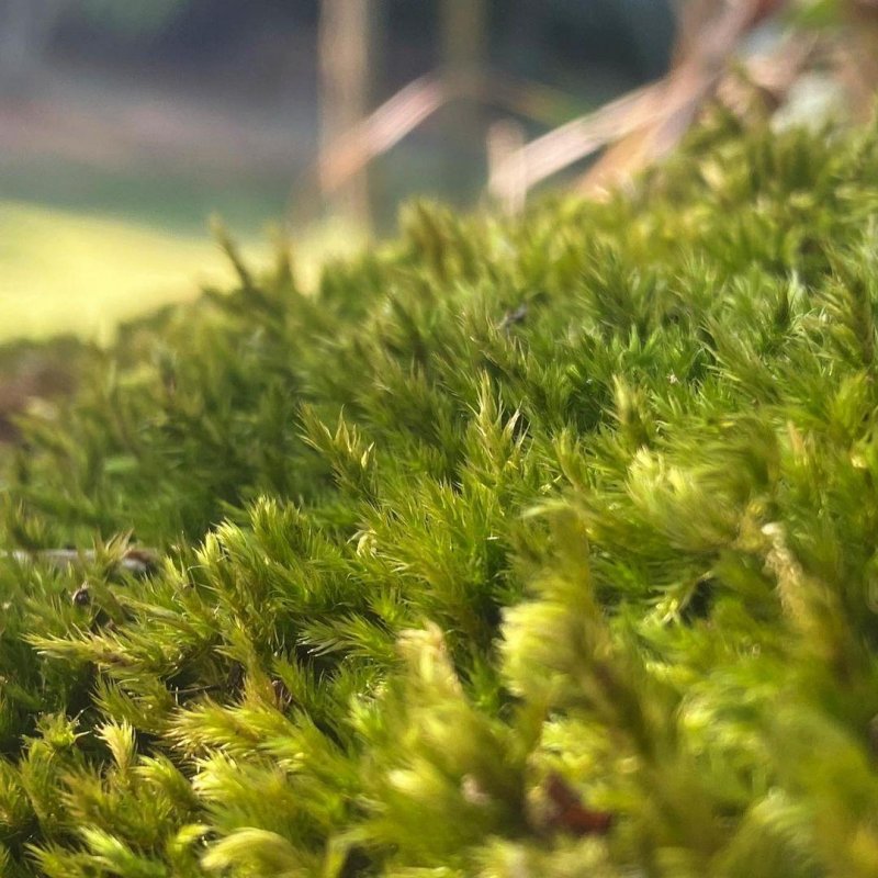 Yesterday’s rain brought the moss forest back to life.