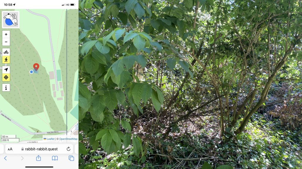 Composite view, with the rabbit quest on the left and a photo on the right; the photo shows a tangle of undergrowth in front of the viewer, the quest target about 10 metres away.