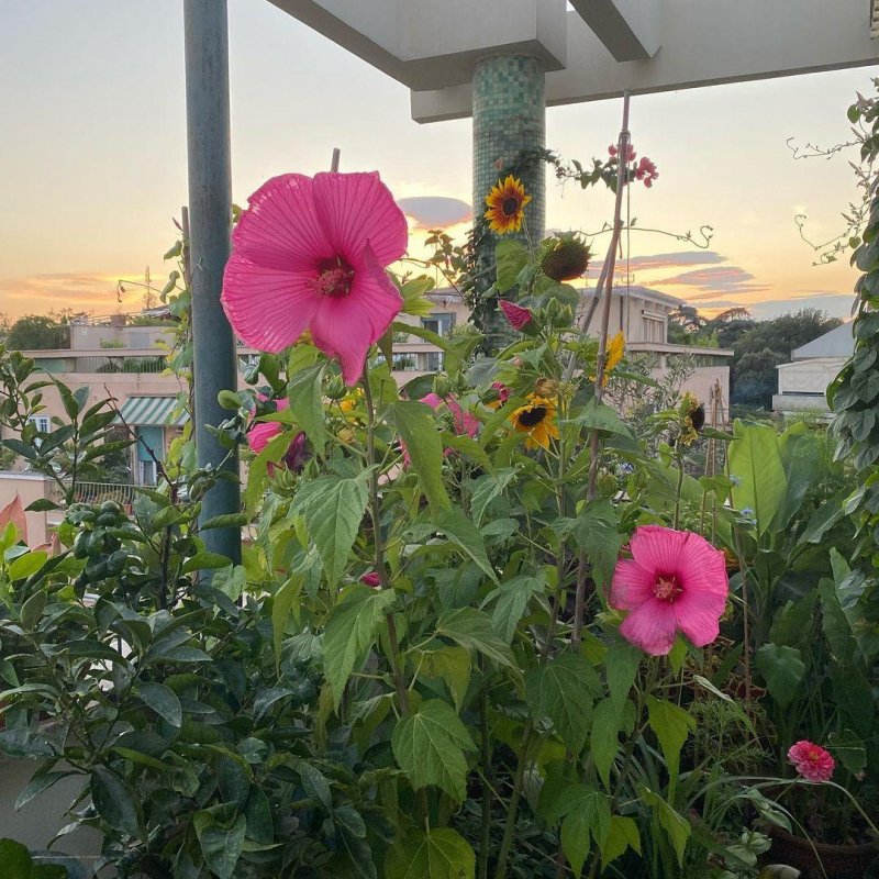The giant hibiscus is doing better than ever.