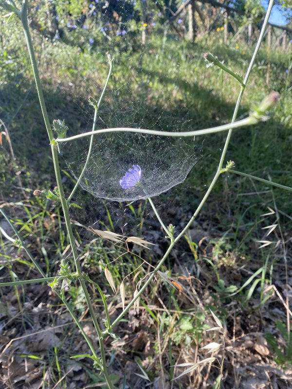 Very strange web seen this morning. There didn’t seem to be a spider in view. I thought maybe caterpillars, but none that could see. It was like a suspended, open bag. Mystified. 