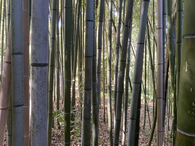 In the bamboo forest for day 5 of the photo challenge