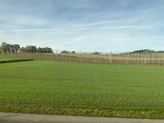 Hop country, in Bavaria, first leg of the three back to Rome. 