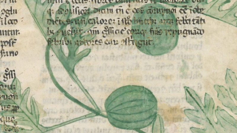 14th century watermelons, from Liber de herbis et plantis by Manfredi de Monte Imperiali. Latin for watermelon is citrullus, but Italian is cocomero or anguria, while cucumber is cetriolo. Confused? I was, till Harry Paris sorted me out a while ago  https://www.eatthispodcast.com/a-deep-dive-into-cucurbit-names/