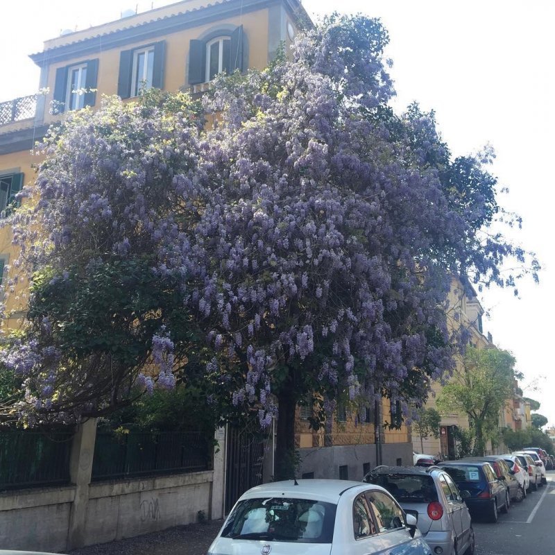 I love how this wisteria has coopted a nearby tree.