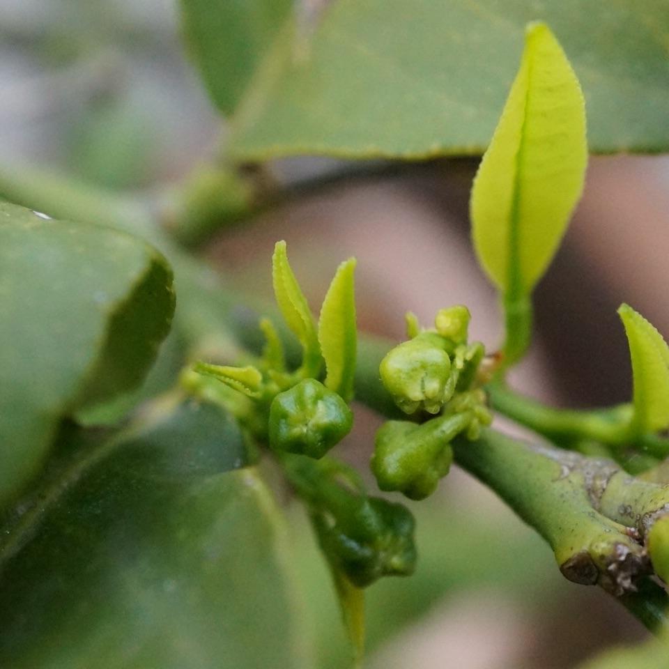 Macro photograph of leaves and flower buds on a lemon tree