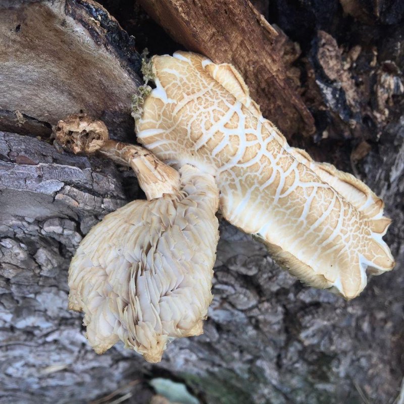 Mycologists of Instagram; is this chicken of the woods?