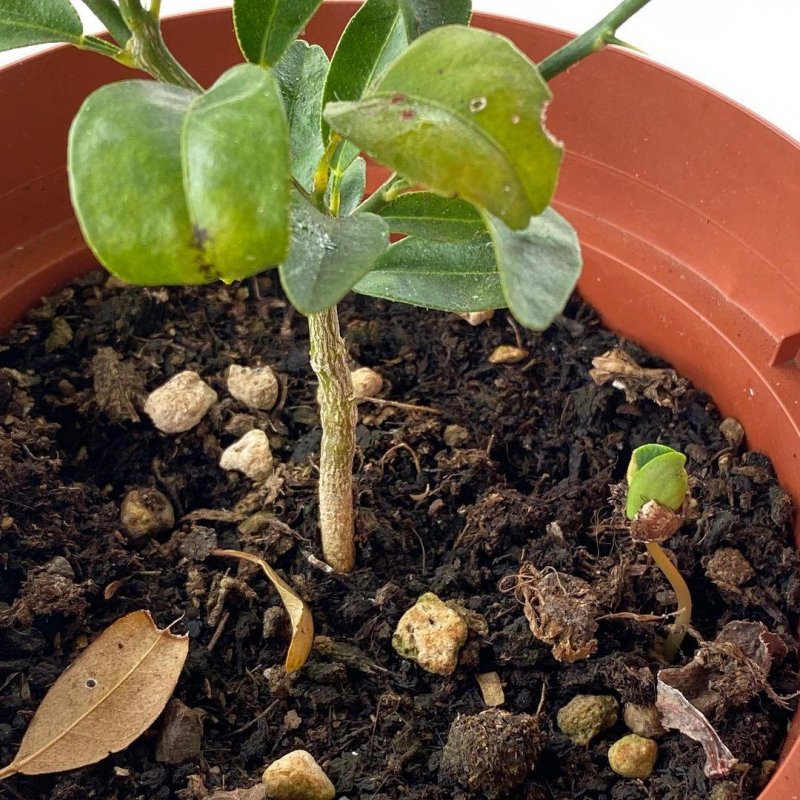 A couple of weeks ago I was enjoying a Pink Lady apple and noticed that one of the seeds had germinated inside the fruit