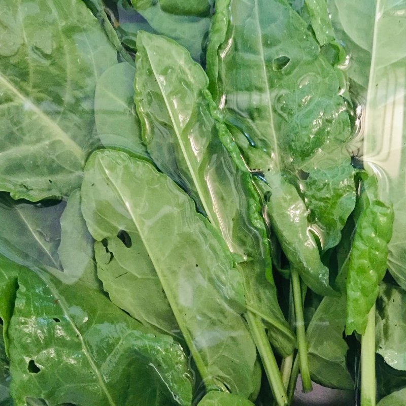 Fresh sorrel from the terrace, about to become one of the simplest and most delicious soups.